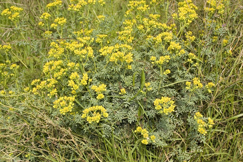 Ruta chalepensis / Ruta frangiata